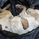 Dode hond in vuilniszak gevonden in vijver in bos te Goes